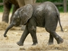 Howletts Wild Animal Park photo