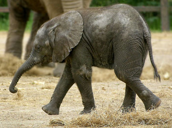 Howletts Wild Animal Park venue photo