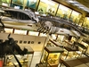 University of Aberdeen, Zoology Museum photo