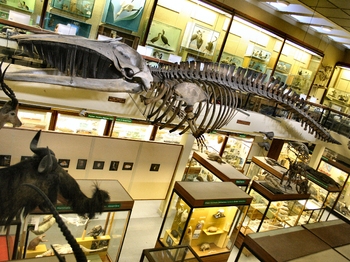 University of Aberdeen, Zoology Museum venue photo