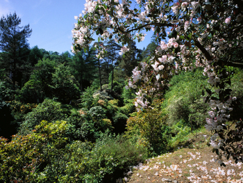 Crarae Garden venue photo