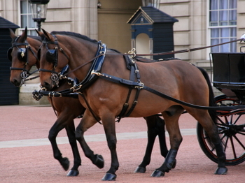 The Royal Mews @ Buckingham Palace venue photo