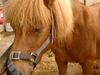 Streamvale Open Farm photo