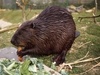 Beaver Water World photo