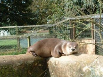 Mole Hall Wildlife Park & Butterfly Pavilion venue photo