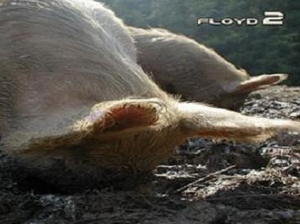Floyd 2 artist photo