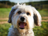 Pudsey The Dog: The Movie