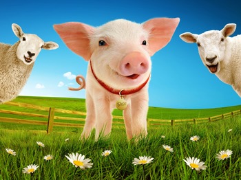 Babe The Sheep Pig (Touring) artist photo