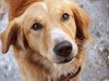 A Dog's Purpose