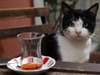 Kedi